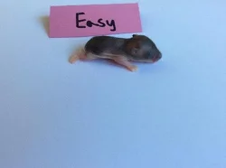 KŘEČEK DŽUNGARSKÝ S PP-čistokrevný